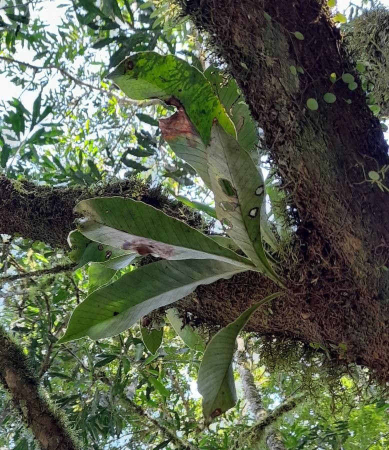 Niphidium rufosquamatum — related species from the same genus