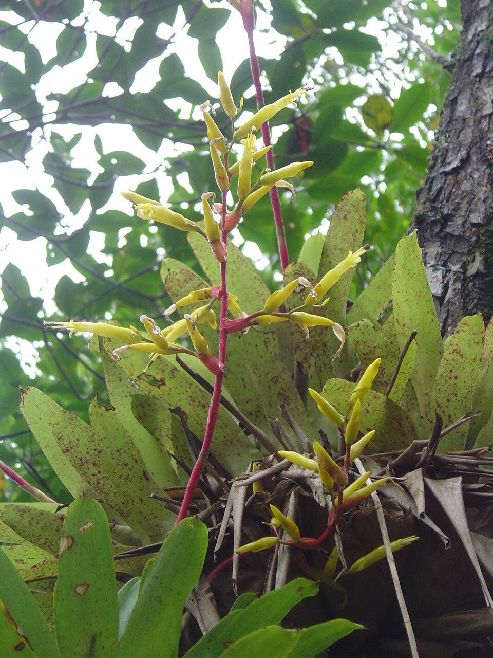 Vriesea rodigasiana — houseplant care guide