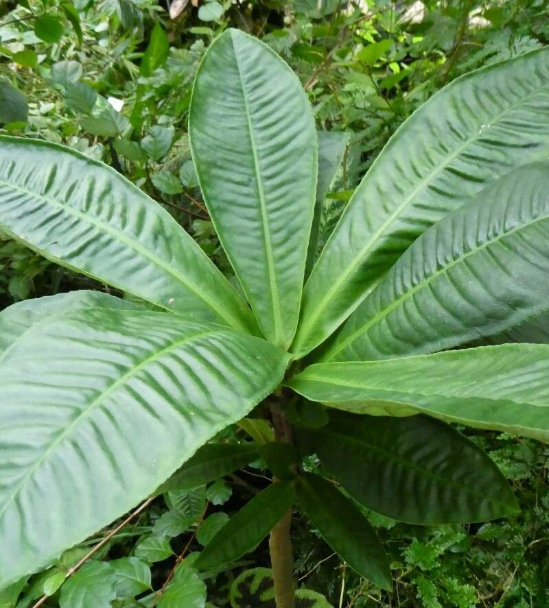 Mangenotiella stellata — search result for 'Adansonia'
