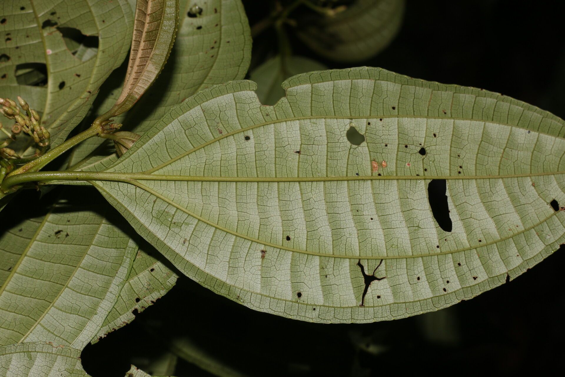 Miconia rubescens — houseplant care guide