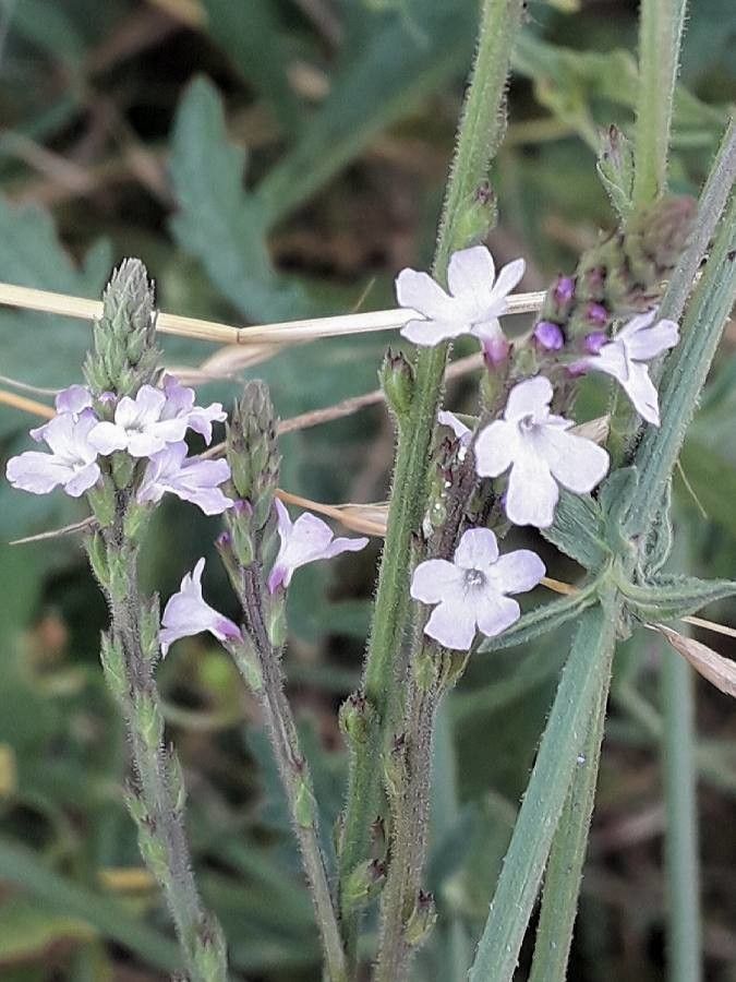 Verbena officinalis flower