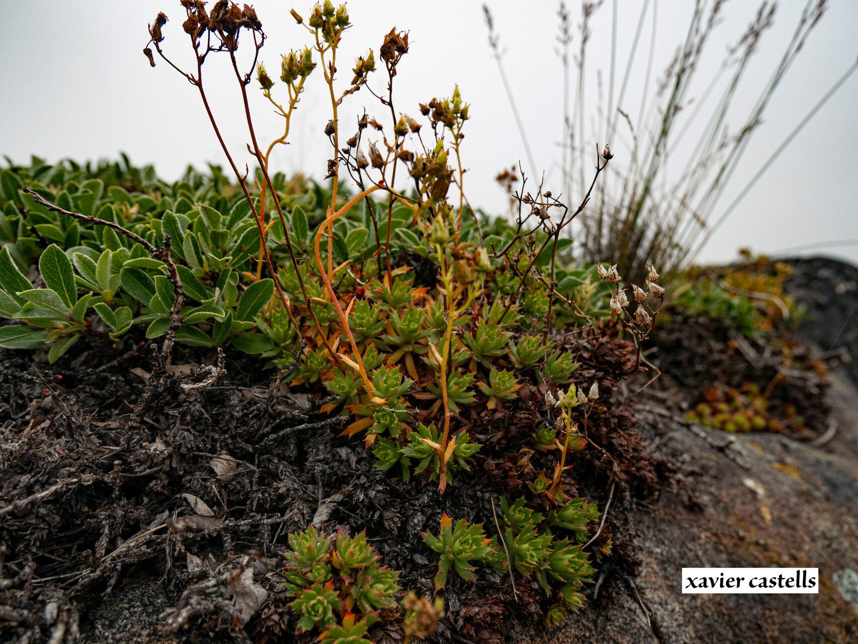 Saxifraga tricuspidata other
