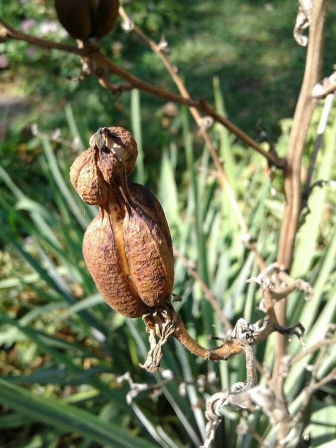 Yucca rupicola fruit