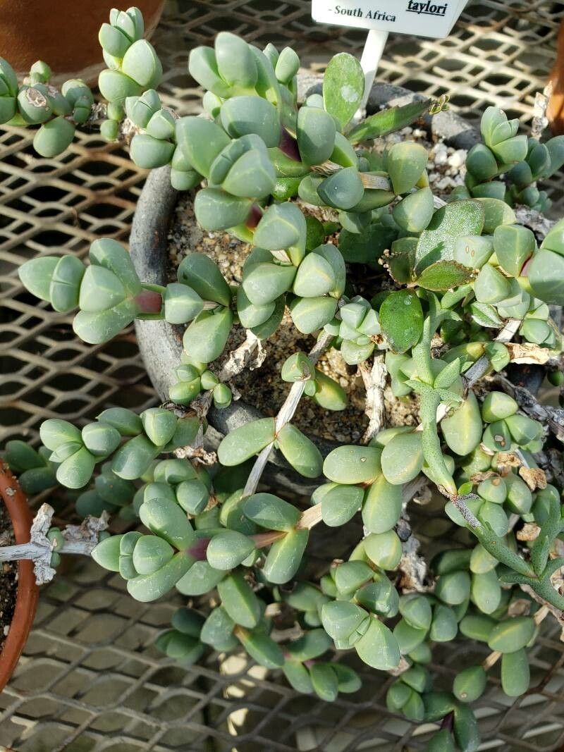 Corpuscularia taylorii — related species from the same genus