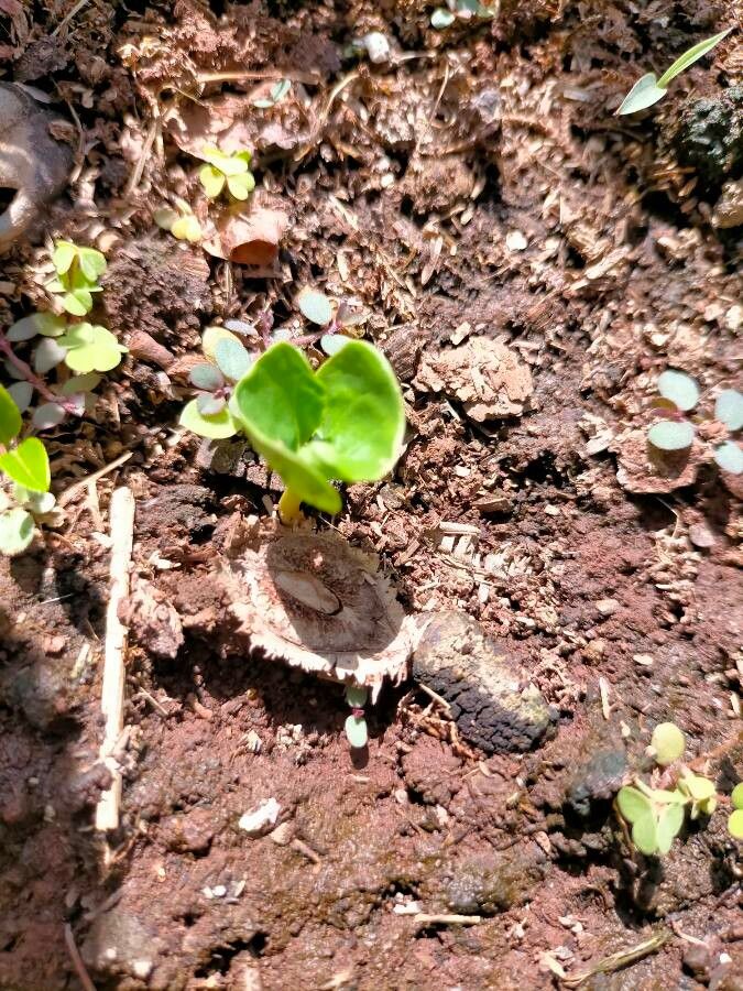 Terminalia brownii — search result for 'Terminalia'