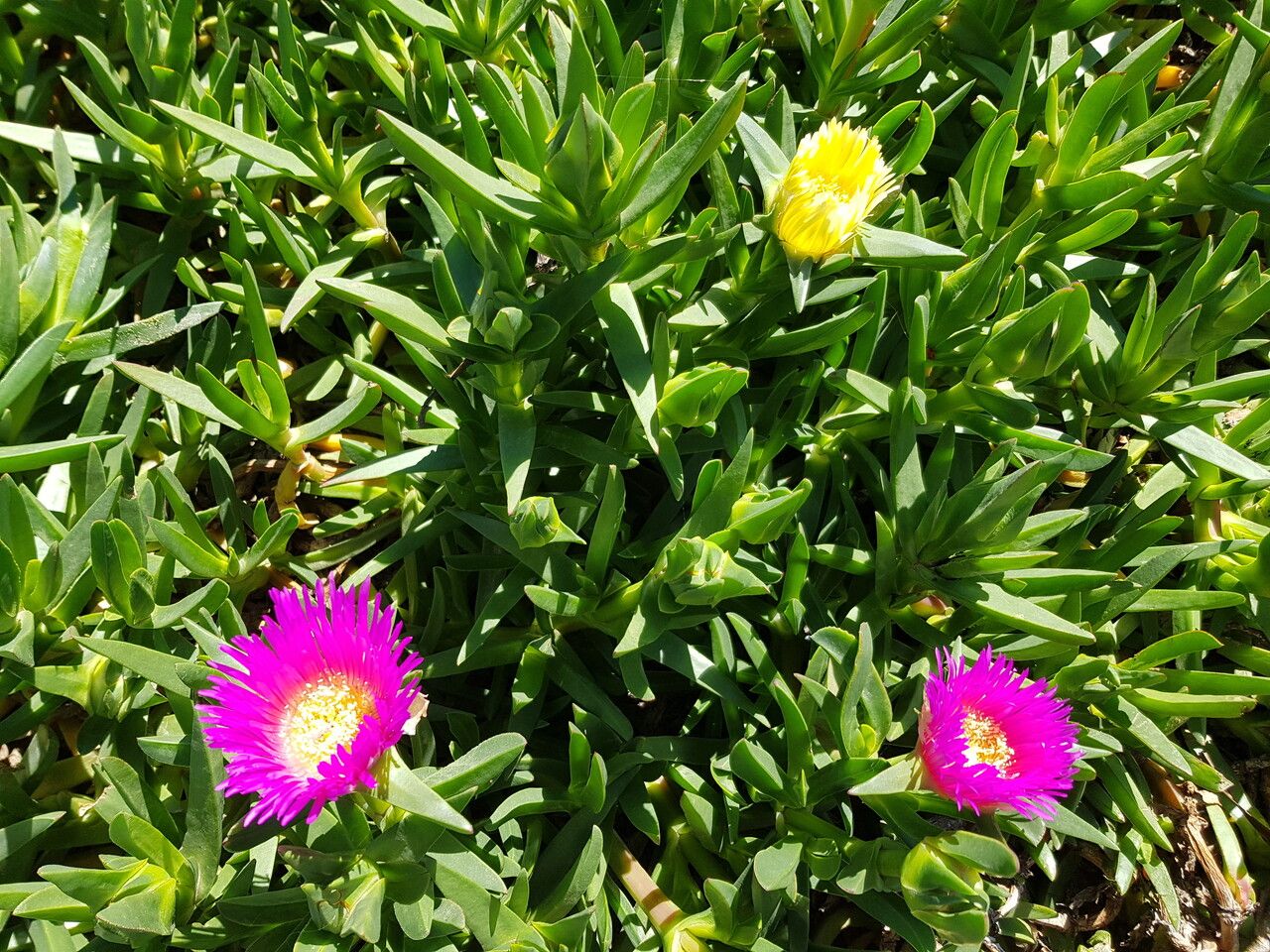Carpobrotus chilensis flower