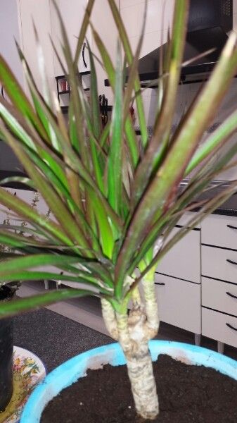 Dracaena marginata bark