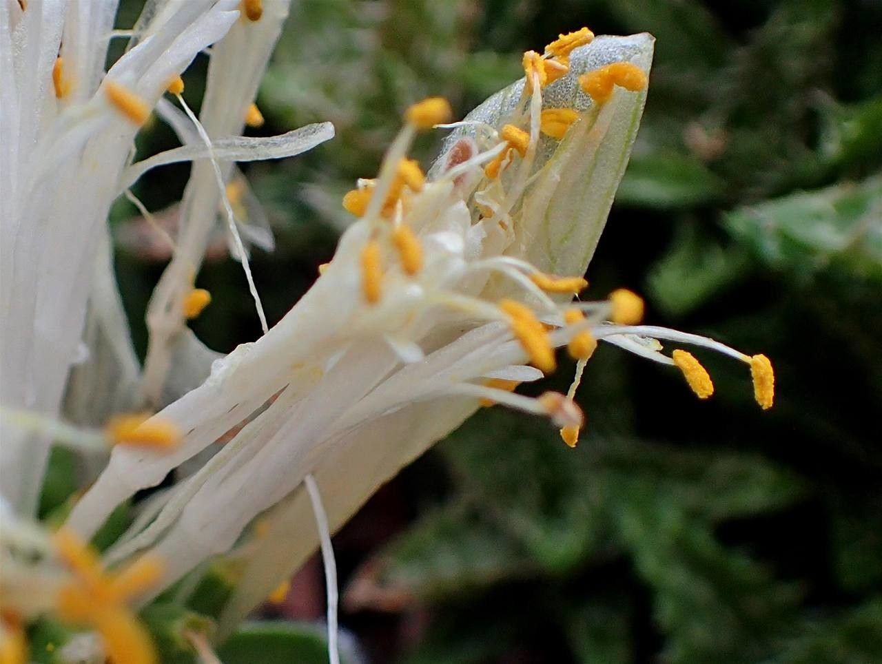 Haemanthus deformis habit