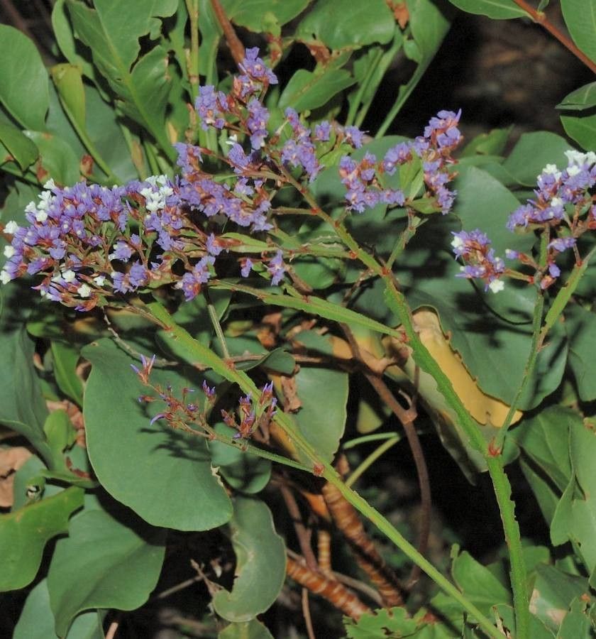 Limonium puberulum flower