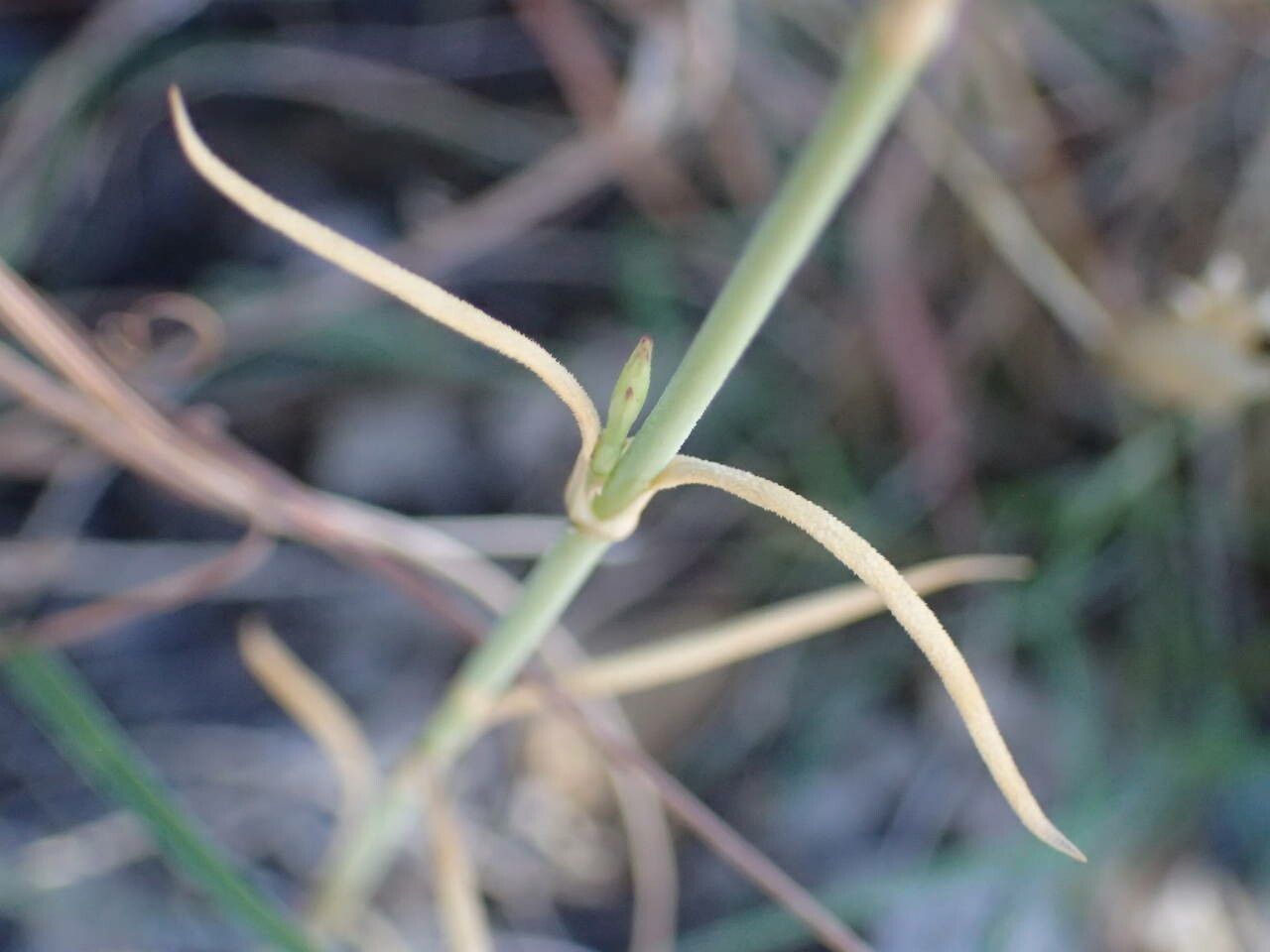 Petrorhagia prolifera — search result for 'Iran'