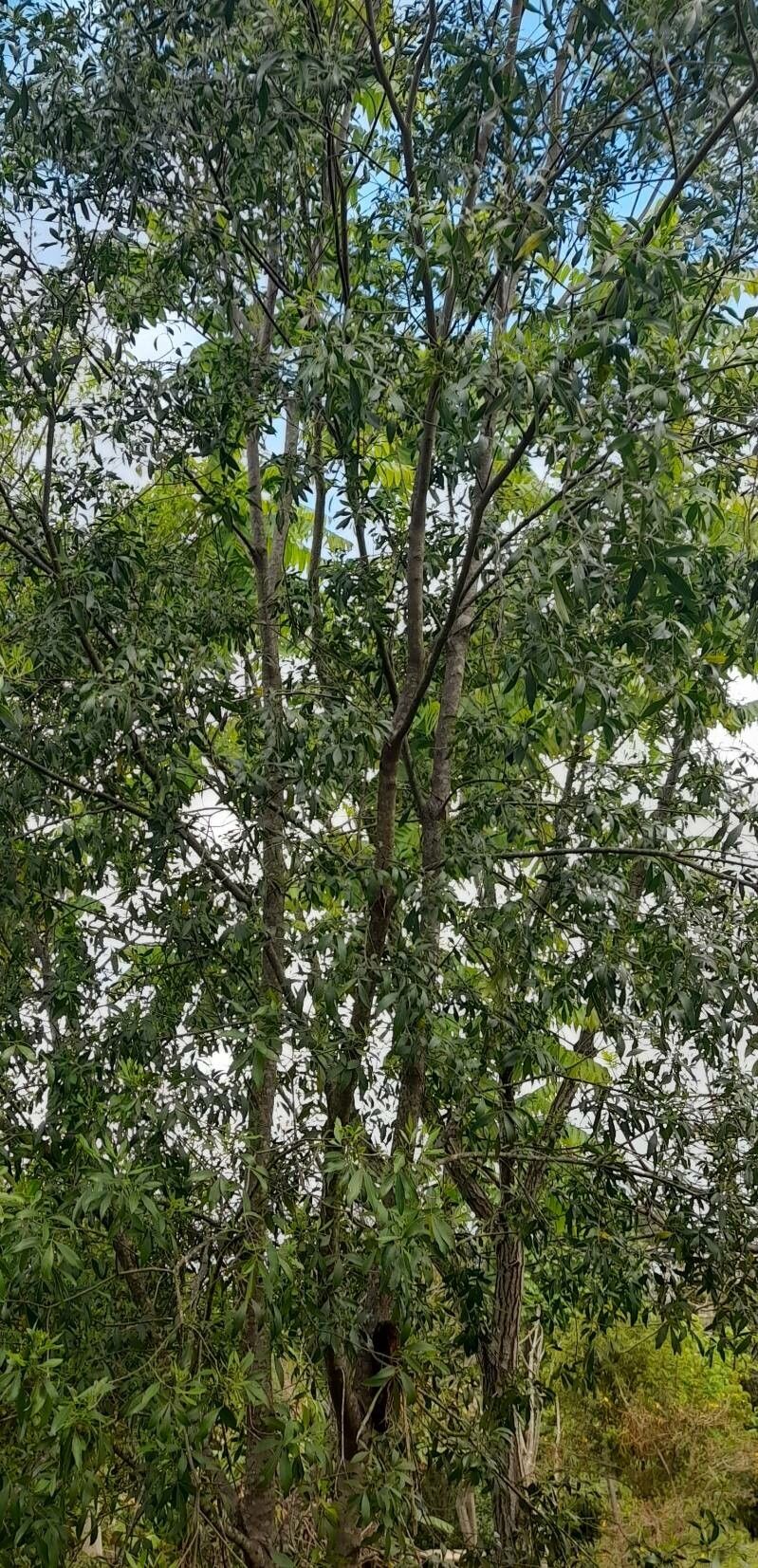 Machaerium brasiliense habit