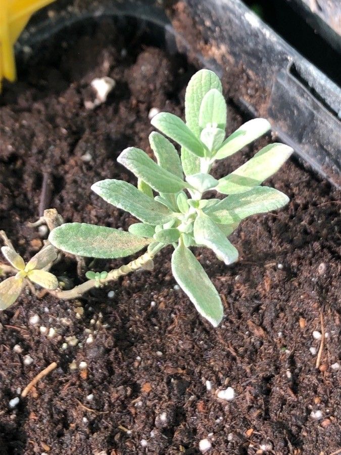 Salvia chamaedryoides — search result for 'Salvia'