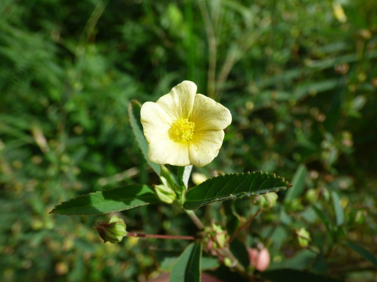 Sida retusa flower