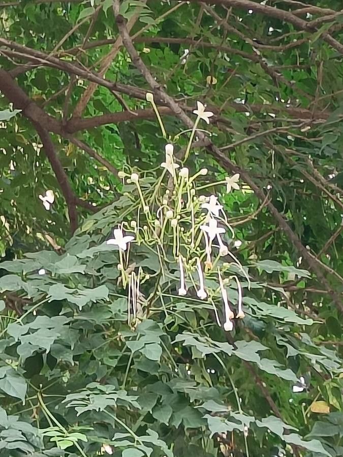 Millingtonia hortensis flower