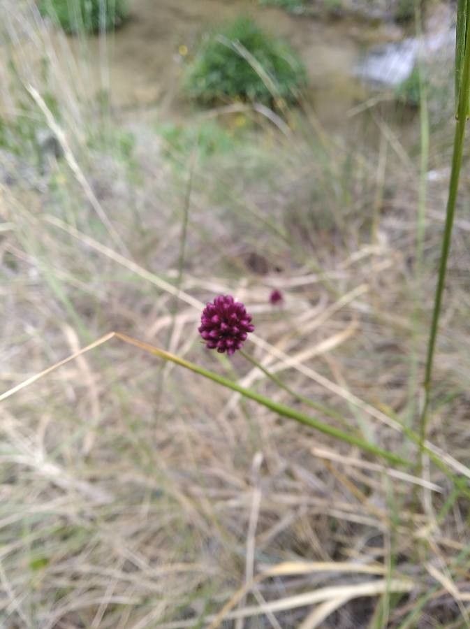 Allium rotundum fruit