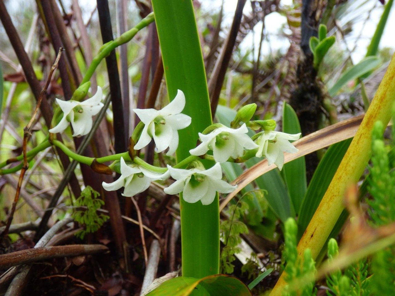 Angraecum striatum flower