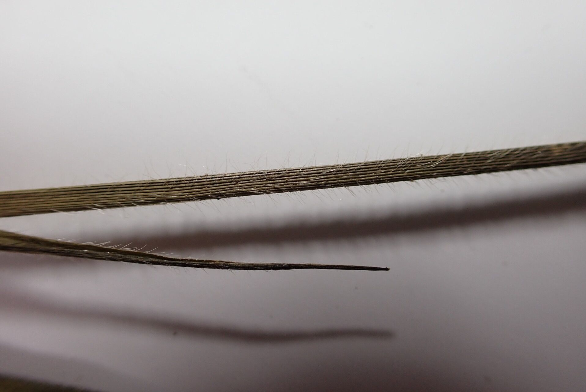 Arundinella hookeri bark
