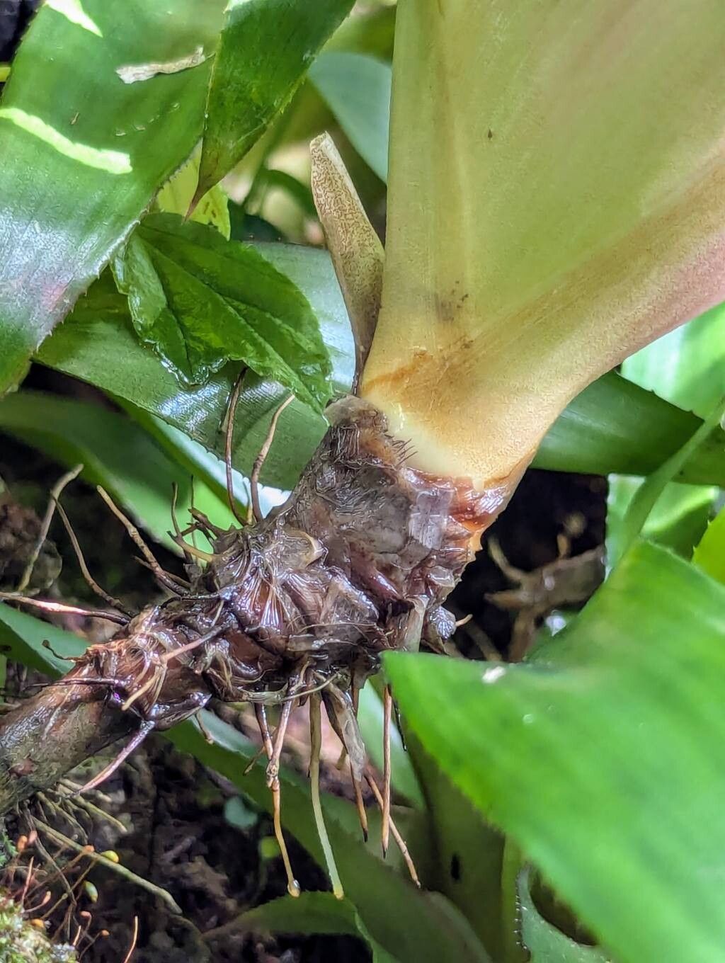 Nidularium campos-portoi bark