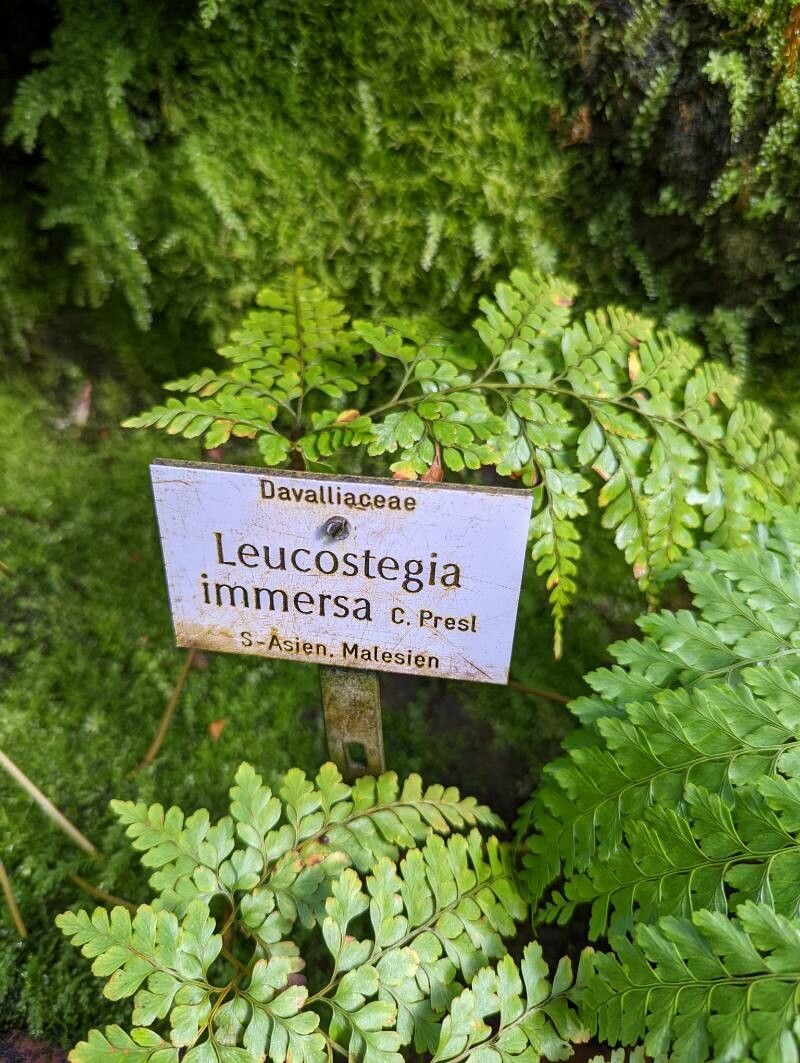 Leucostegia immersa other