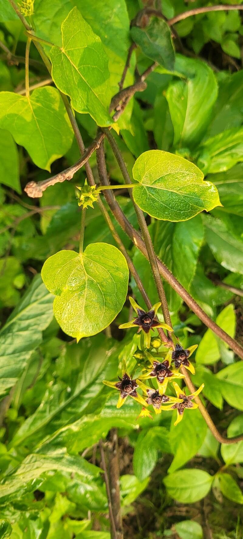 Gonolobus suberosus leaf