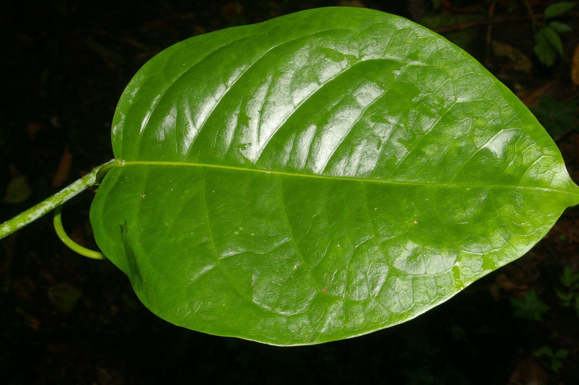 Matelea picturata — houseplant care guide