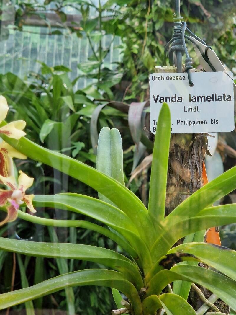 Vanda lamellata — search result for 'Vanda'