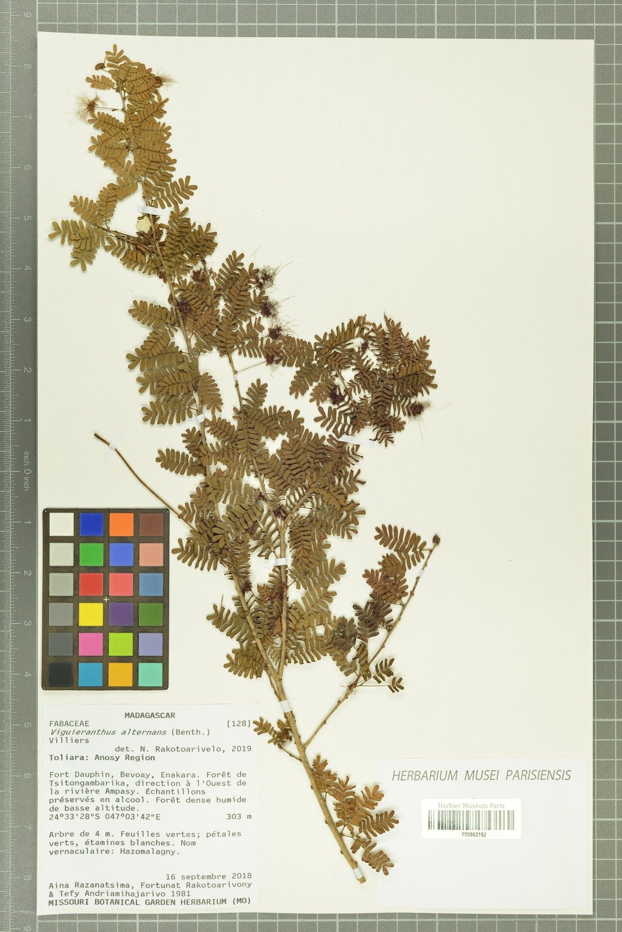 Viguieranthus alternans — related species from the same genus