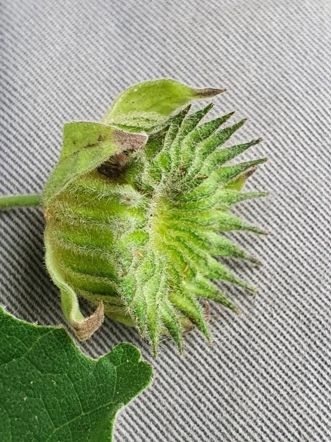 Pavonia burchellii fruit