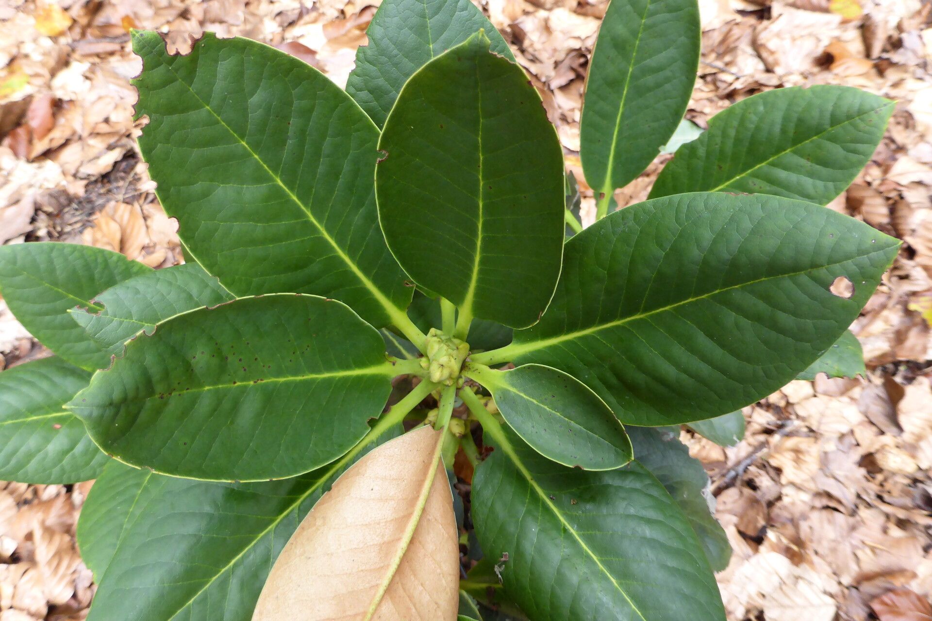 Rhododendron sphaeroblastum — houseplant care guide