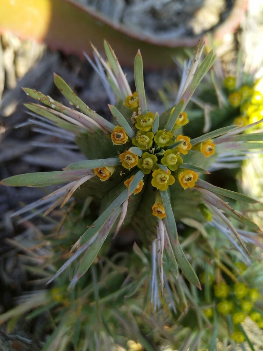 Euphorbia ferox flower