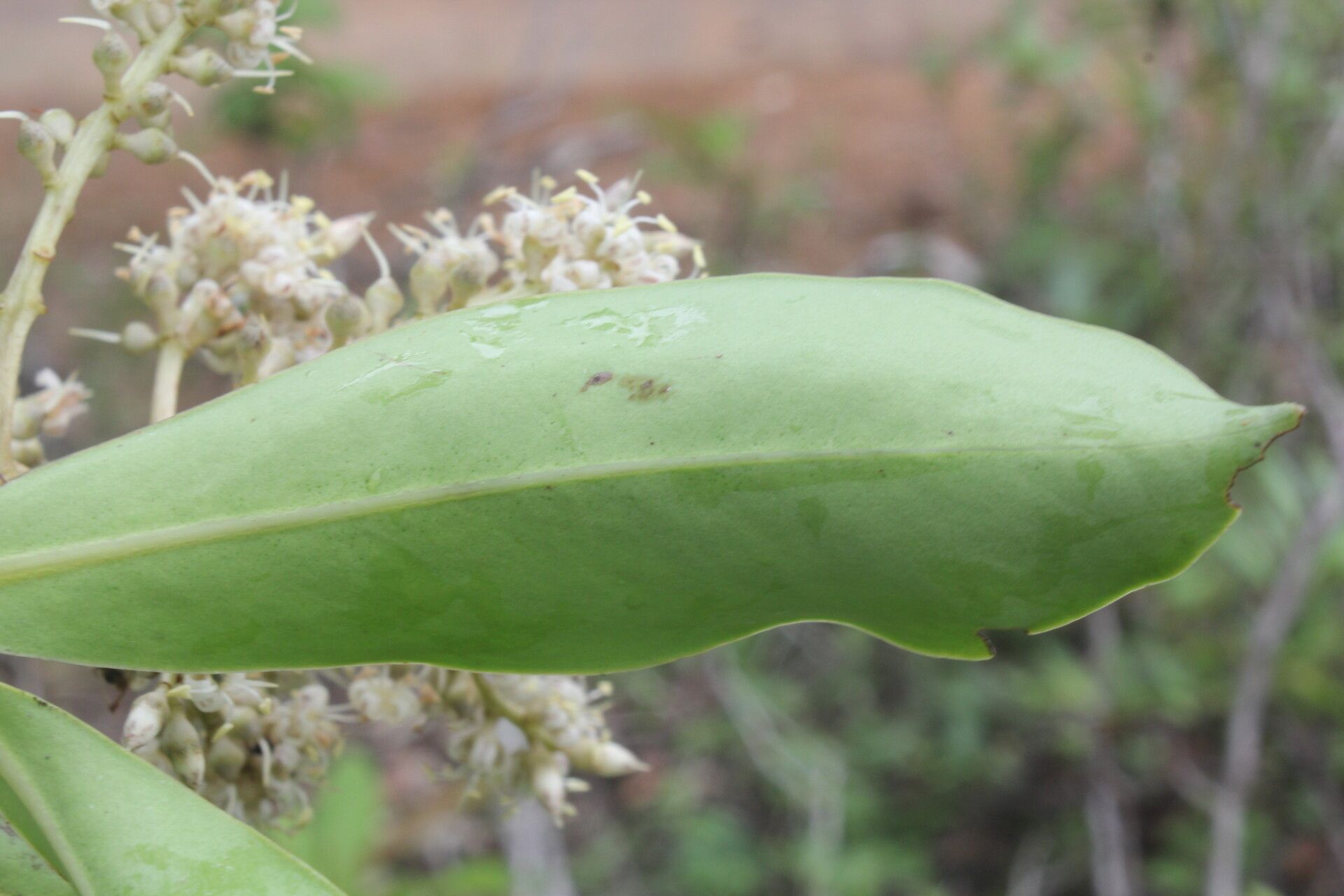 Ardisia densiflora fruit