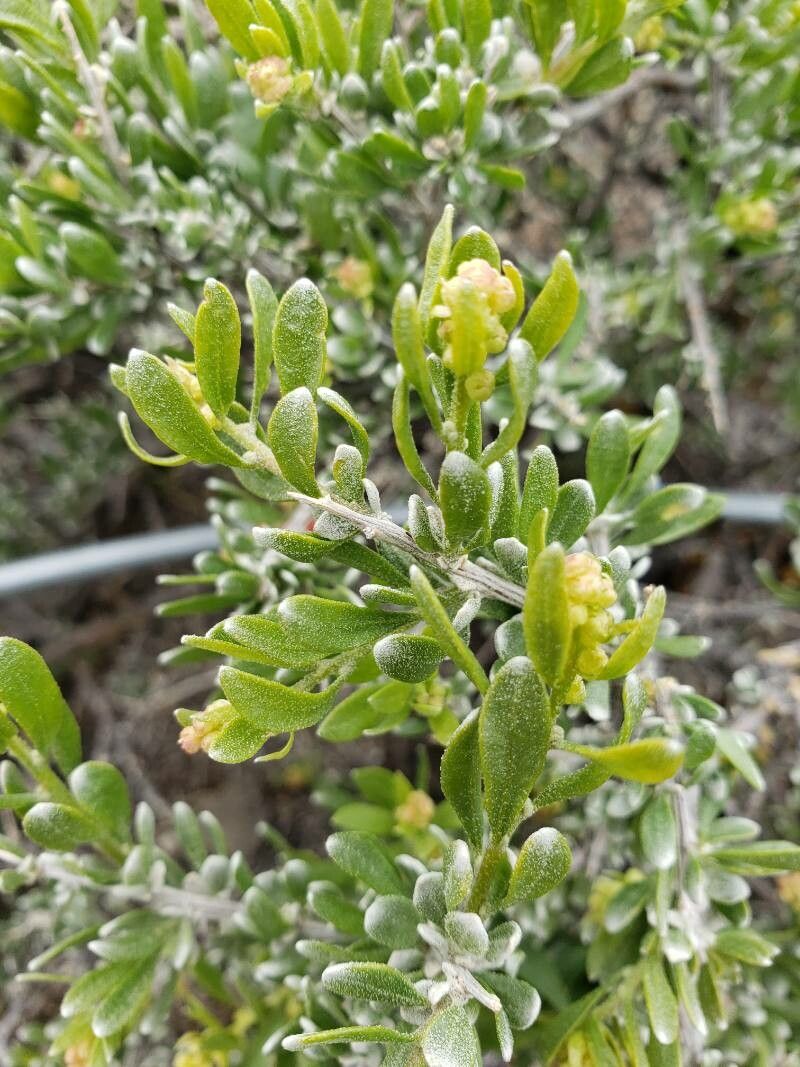 Grayia spinosa — houseplant care guide