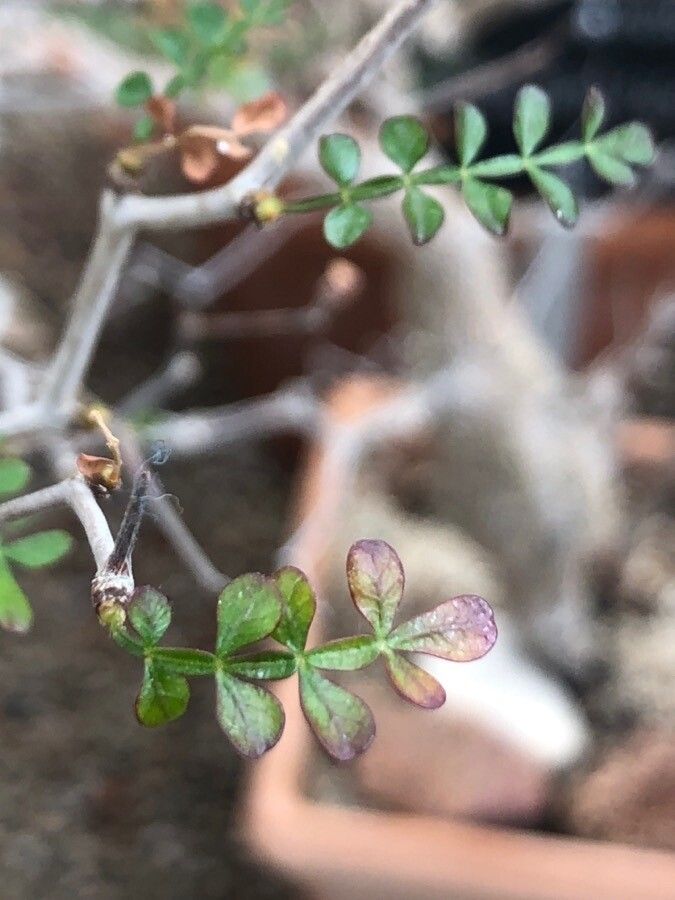 Operculicarya pachypus — houseplant care guide
