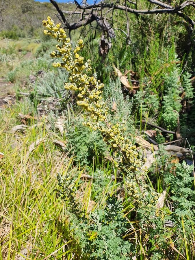 Artemisia afra flower
