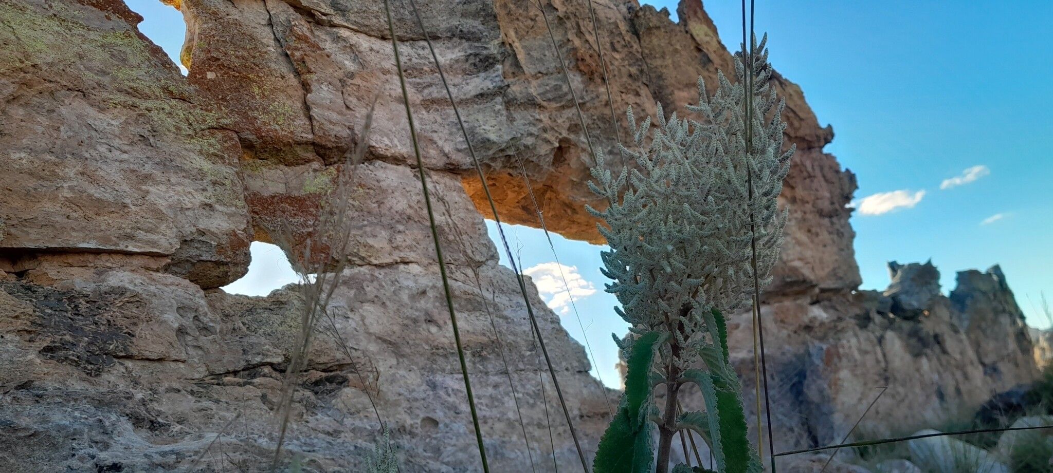 Tetradenia isaloensis — houseplant care guide