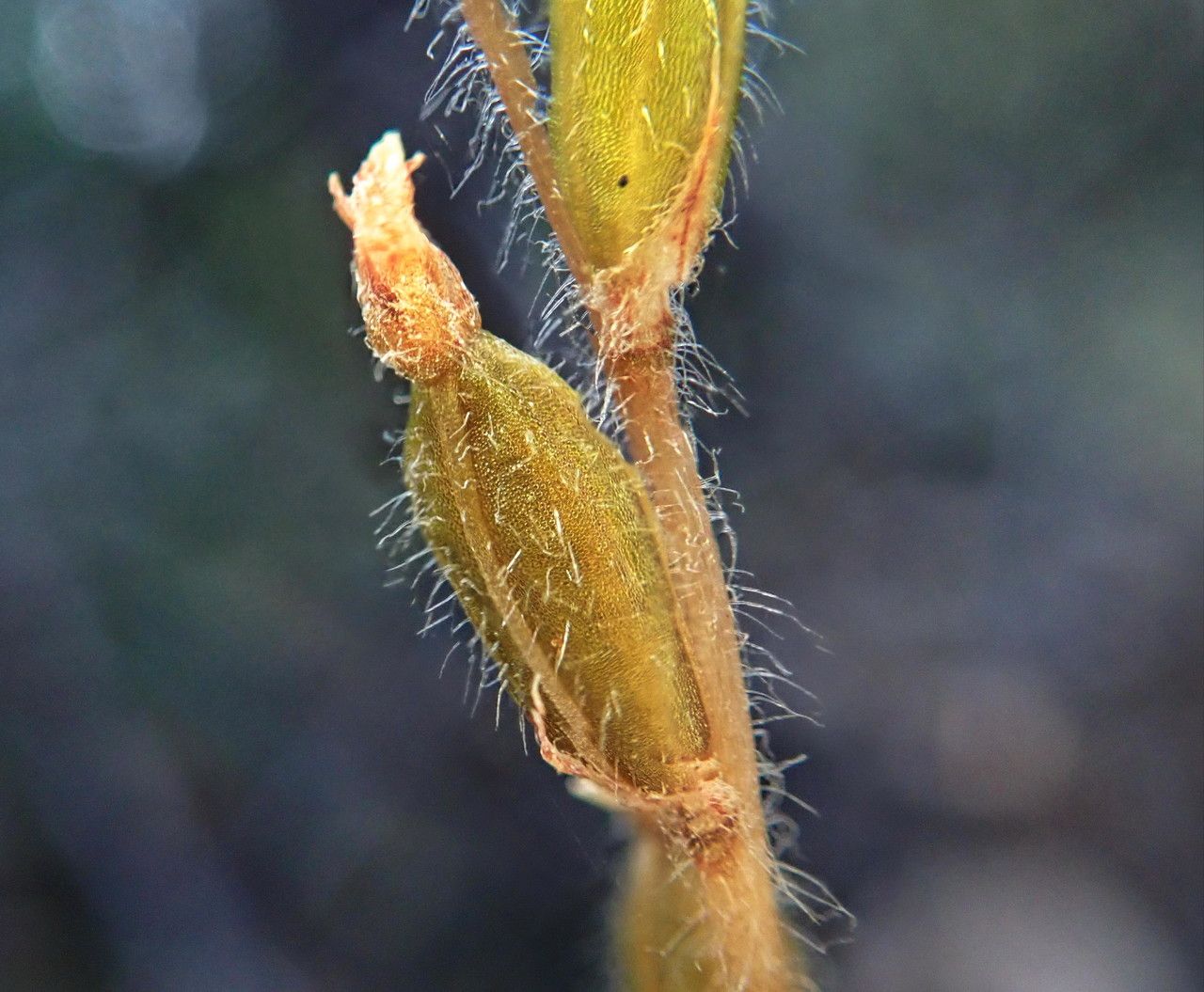 Zeuxine vieillardii fruit