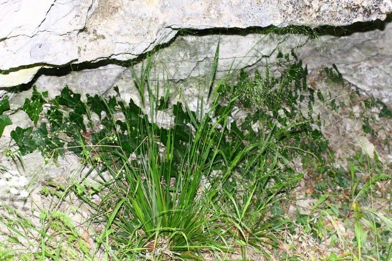 Achnatherum virescens habit