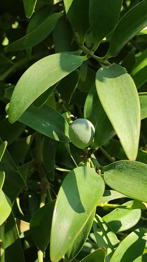 Nageia nagi fruit