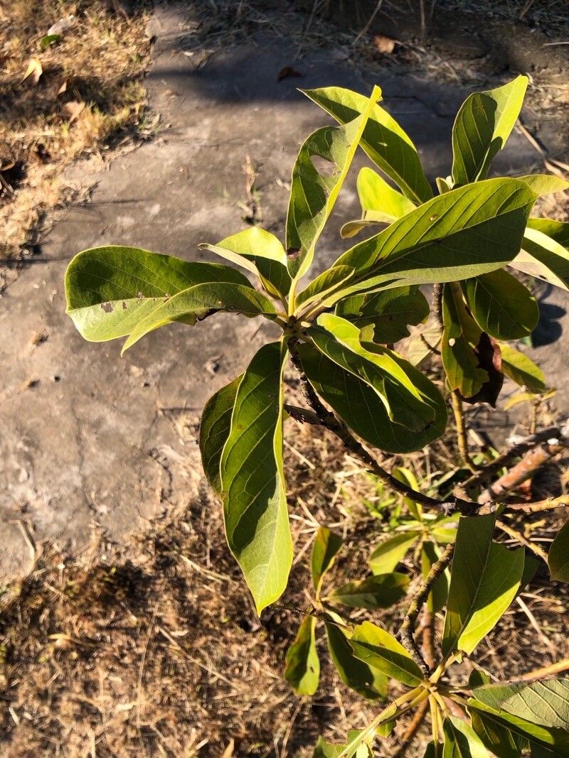 Pavetta schumanniana — houseplant care guide