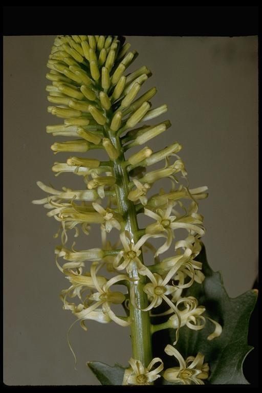 Thelypodium brachycarpum — related species from the same genus