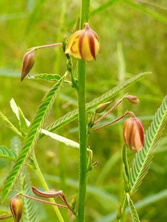 Chamaecrista mimosoides flower