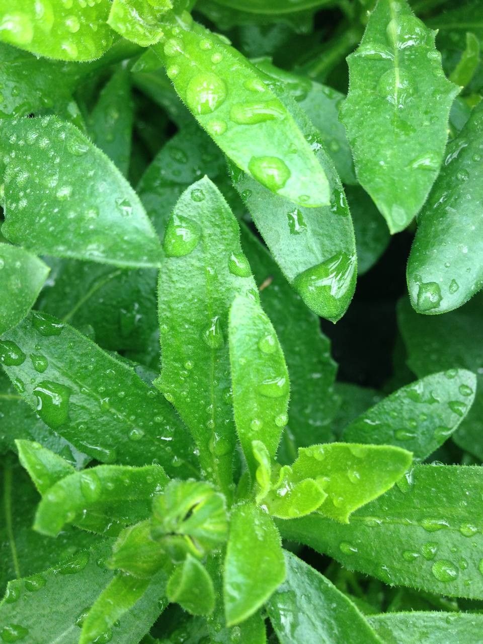 Osteospermum spp. — search result for 'Osteospermum'