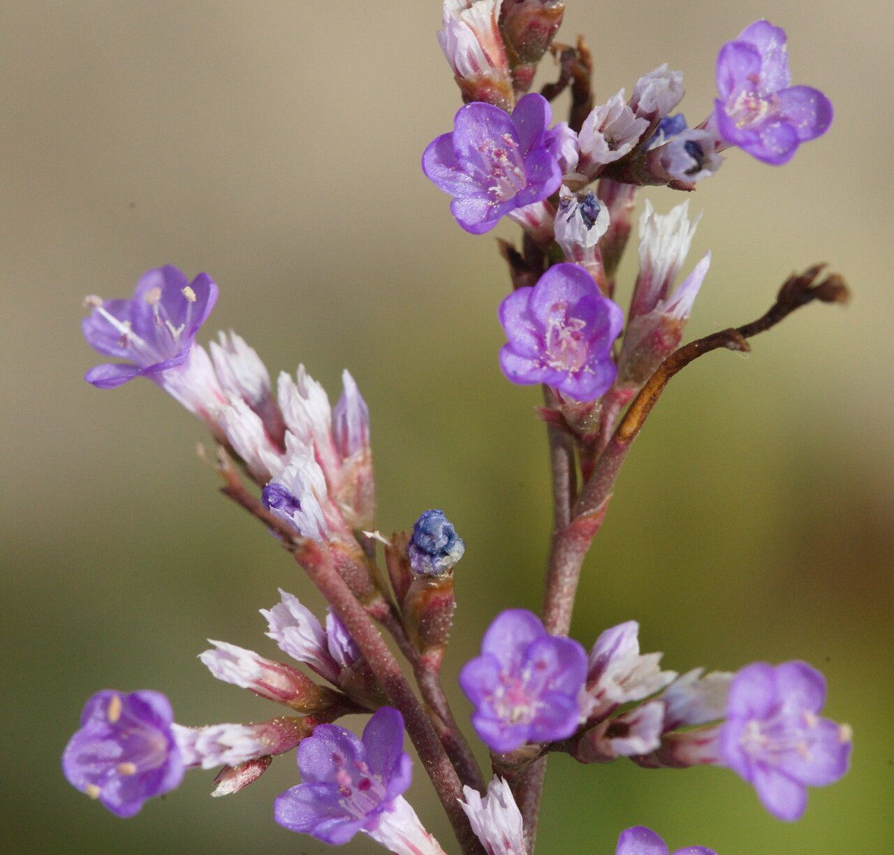Limonium narbonense flower