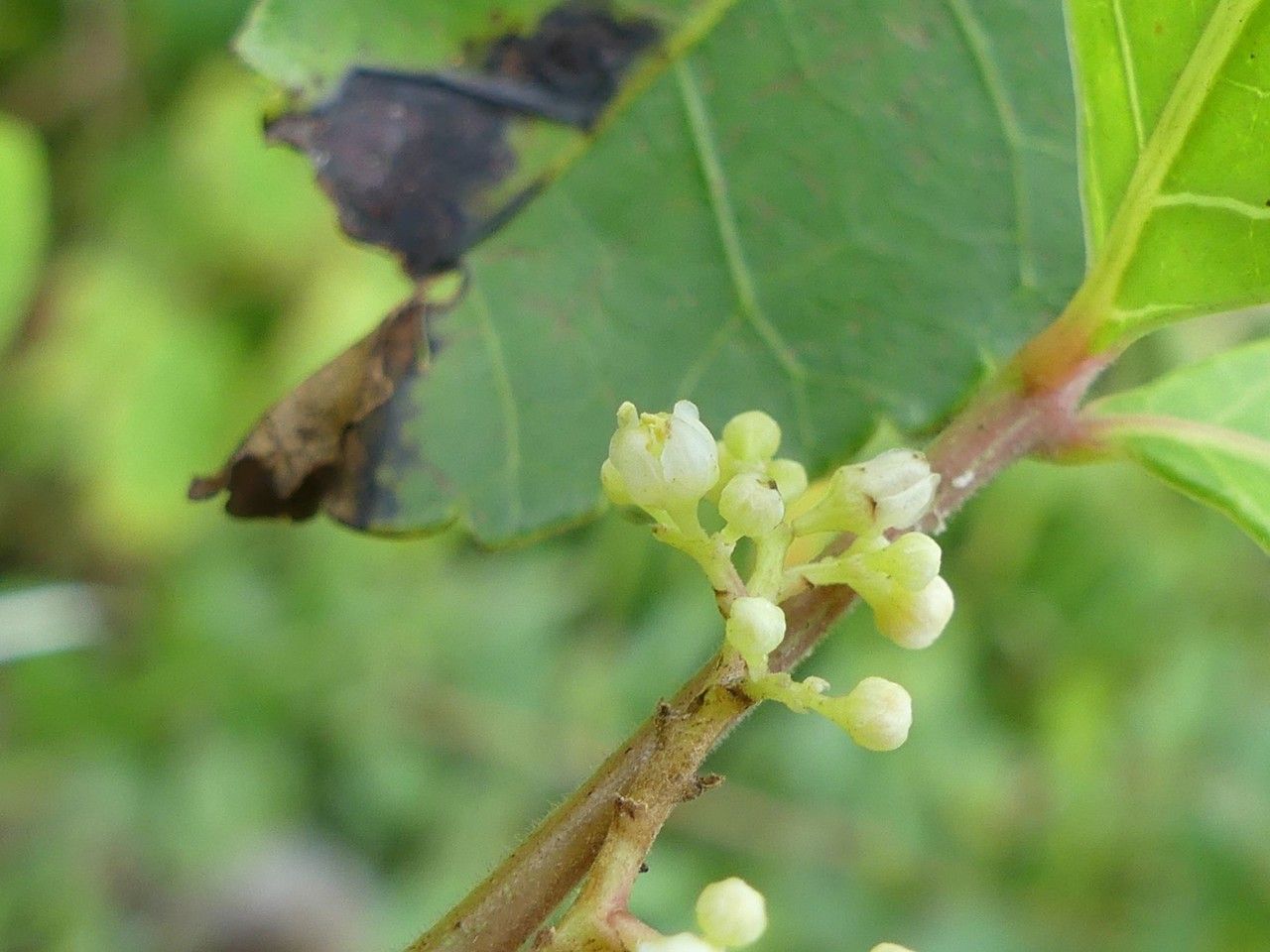 Schinus terebinthifolius flower