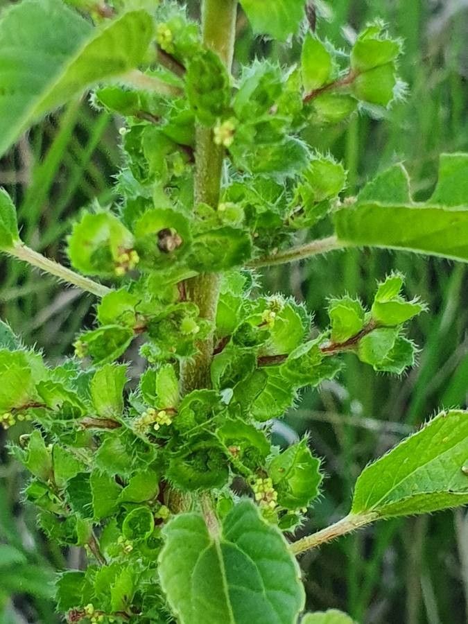 Acalypha crenata flower