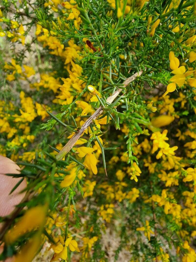 Genista triacanthos — search result for 'Genista'