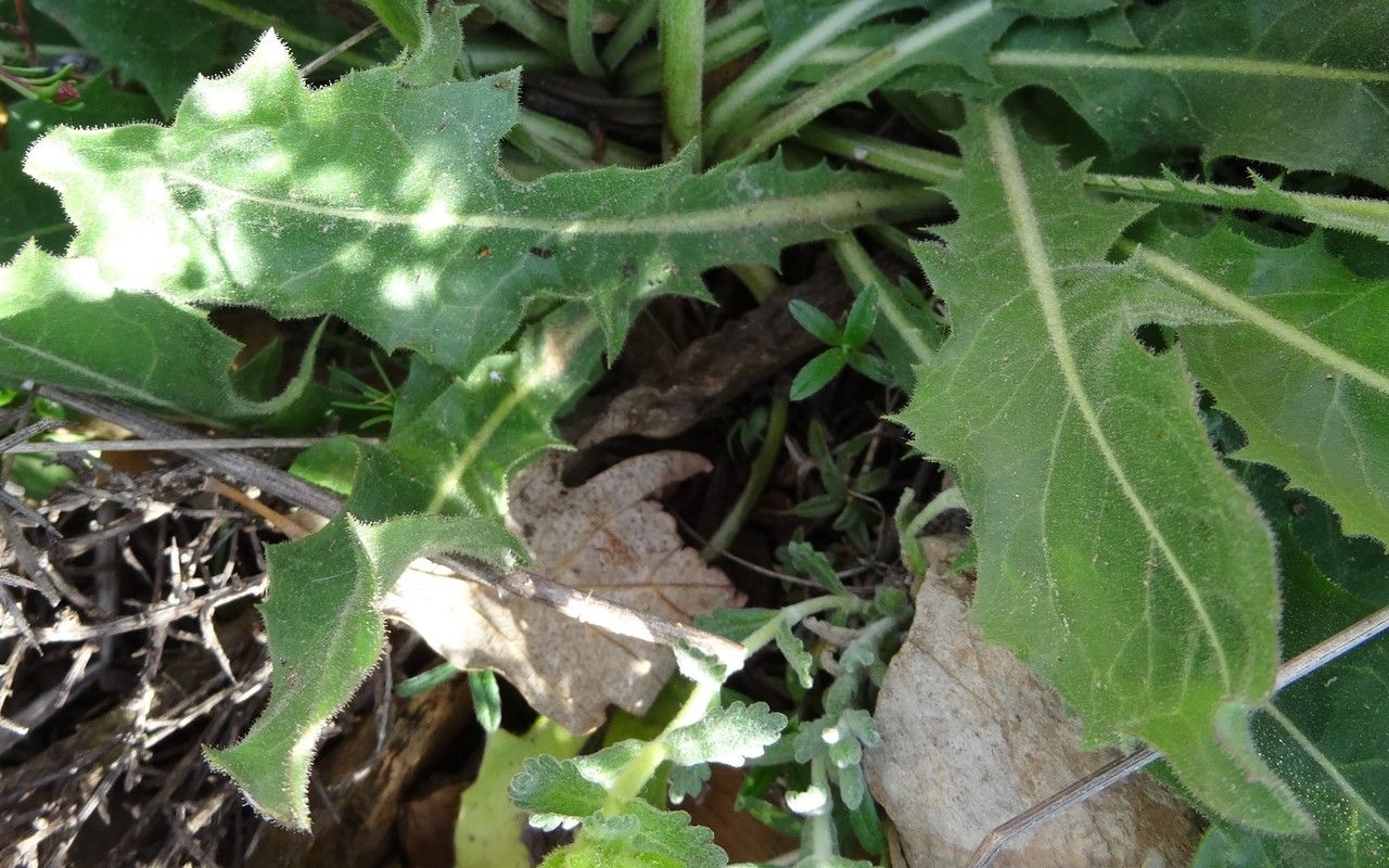 Hieracium pallidum habit