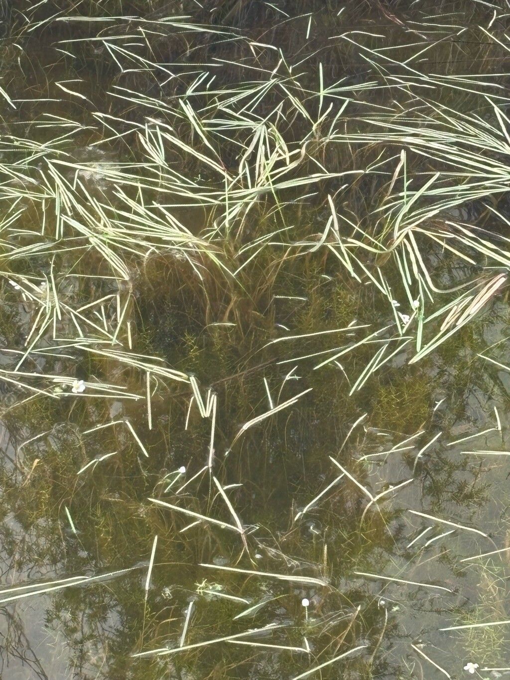 Potamogeton trichoides — search result for 'Potamogeton'