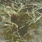 Potamogeton trichoides