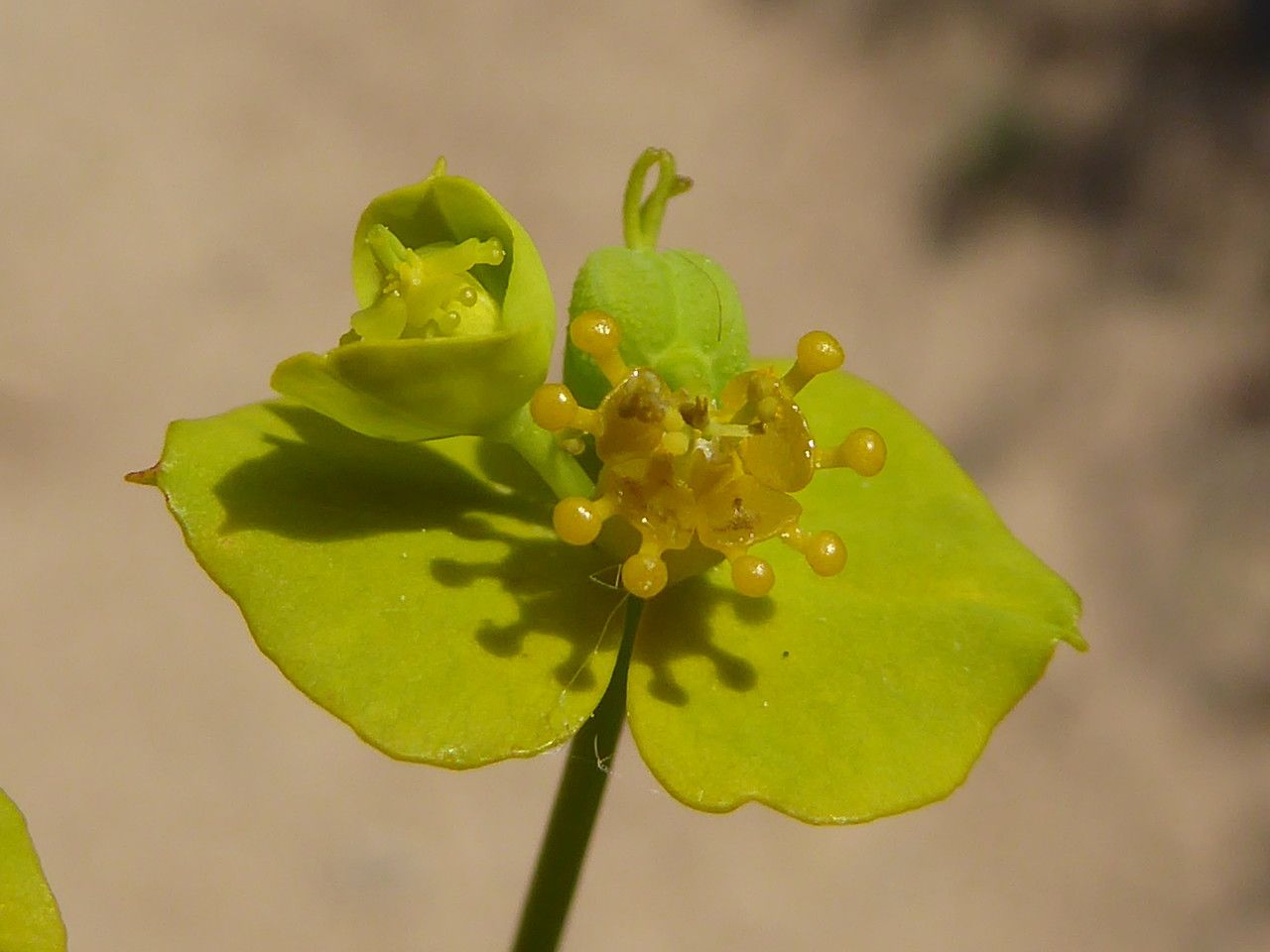 Euphorbia biumbellata flower